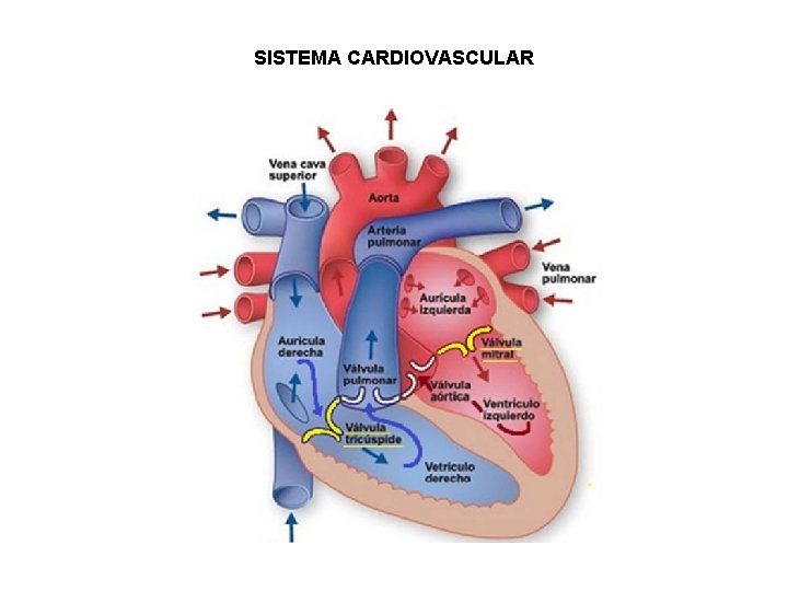 SISTEMA CARDIOVASCULAR 