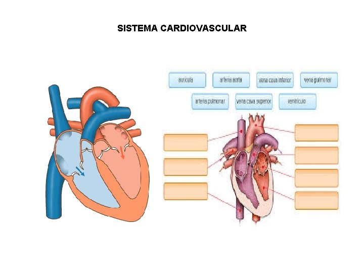 SISTEMA CARDIOVASCULAR 