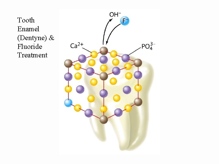 Tooth Enamel (Dentyne) & Fluoride Treatment 