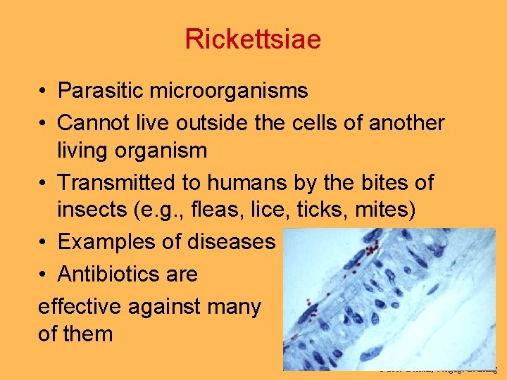 Rickettsiae • Parasitic microorganisms • Cannot live outside the cells of another living organism