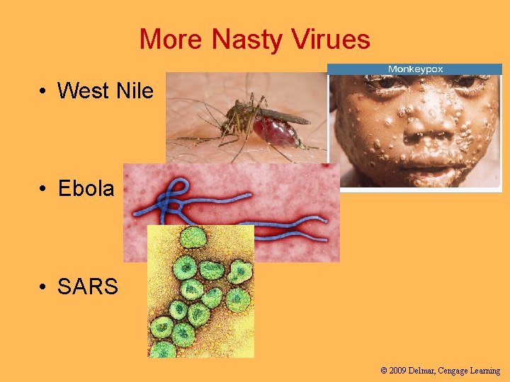 More Nasty Virues • West Nile • Ebola • SARS © 2009 Delmar, Cengage