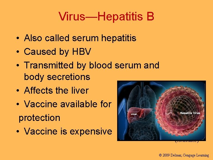 Virus—Hepatitis B • Also called serum hepatitis • Caused by HBV • Transmitted by