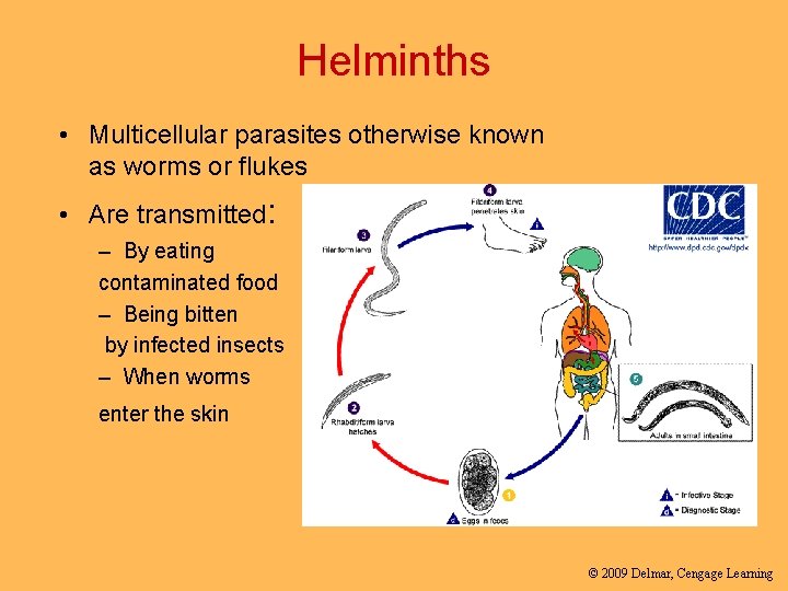 Helminths • Multicellular parasites otherwise known as worms or flukes • Are transmitted: –