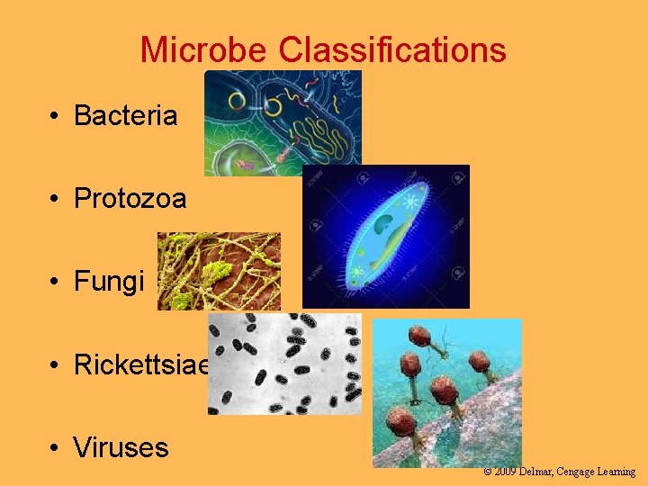 Microbe Classifications • Bacteria • Protozoa • Fungi • Rickettsiae • Viruses © 2009