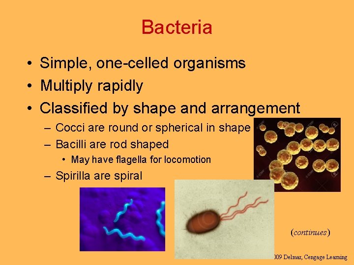 Bacteria • Simple, one-celled organisms • Multiply rapidly • Classified by shape and arrangement