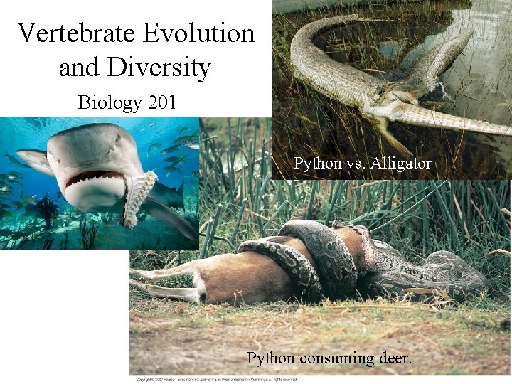 Vertebrate Evolution and Diversity Biology 201 Python vs. Alligator Python consuming deer. 