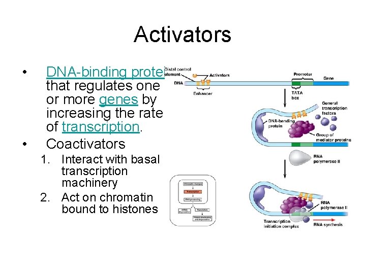 Activators • • DNA-binding protein that regulates one or more genes by increasing the