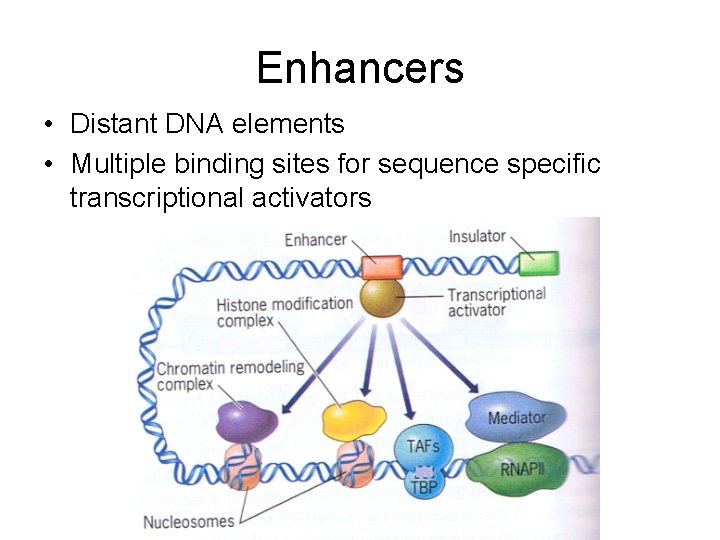 Enhancers • Distant DNA elements • Multiple binding sites for sequence specific transcriptional activators