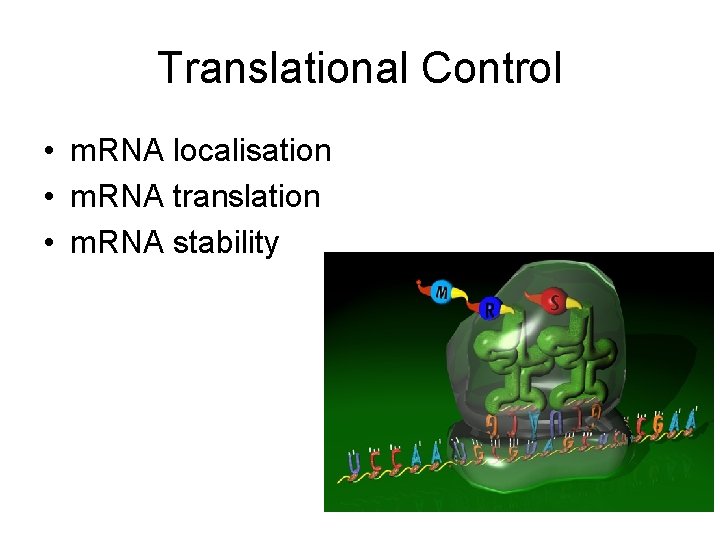 Translational Control • m. RNA localisation • m. RNA translation • m. RNA stability