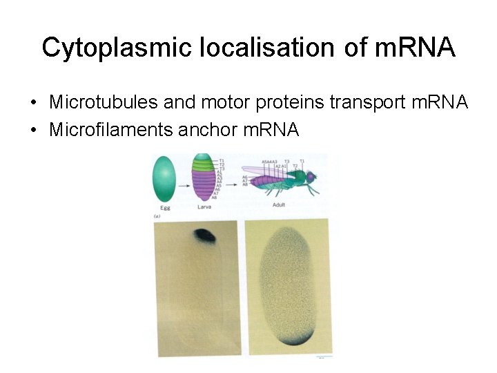 Cytoplasmic localisation of m. RNA • Microtubules and motor proteins transport m. RNA •