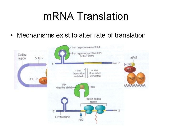 m. RNA Translation • Mechanisms exist to alter rate of translation 