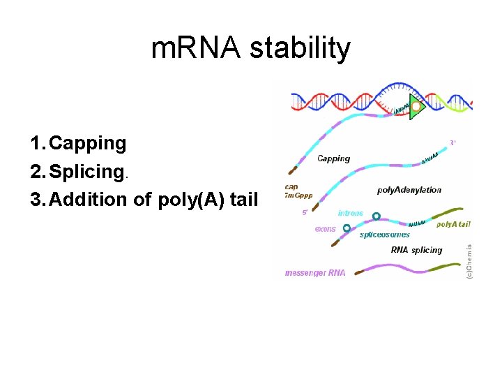 m. RNA stability 1. Capping 2. Splicing. 3. Addition of poly(A) tail 
