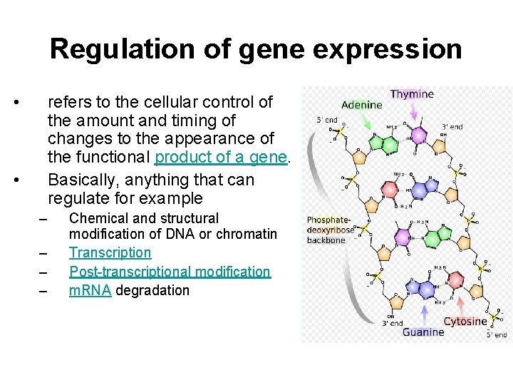 Regulation of gene expression • refers to the cellular control of the amount and