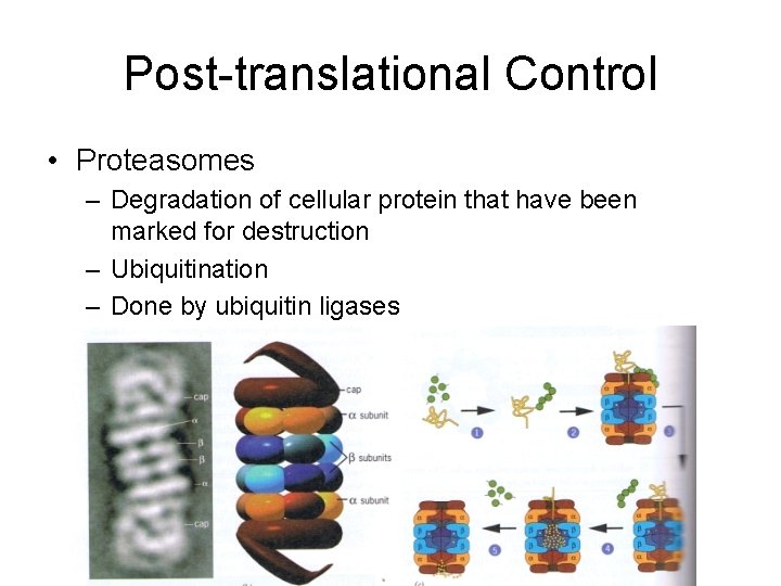Post-translational Control • Proteasomes – Degradation of cellular protein that have been marked for