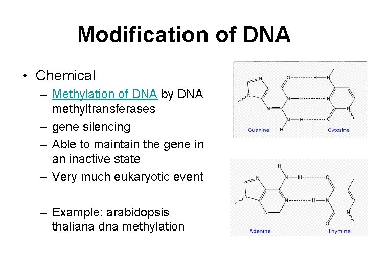 Modification of DNA • Chemical – Methylation of DNA by DNA methyltransferases – gene