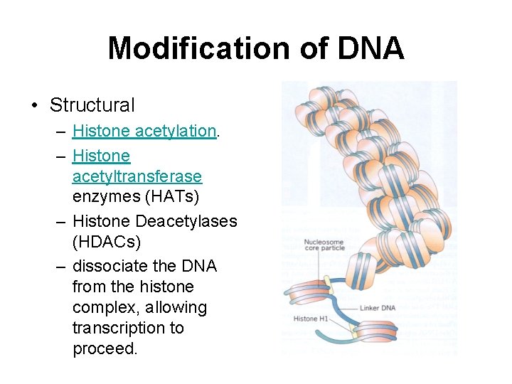 Modification of DNA • Structural – Histone acetylation. – Histone acetyltransferase enzymes (HATs) –