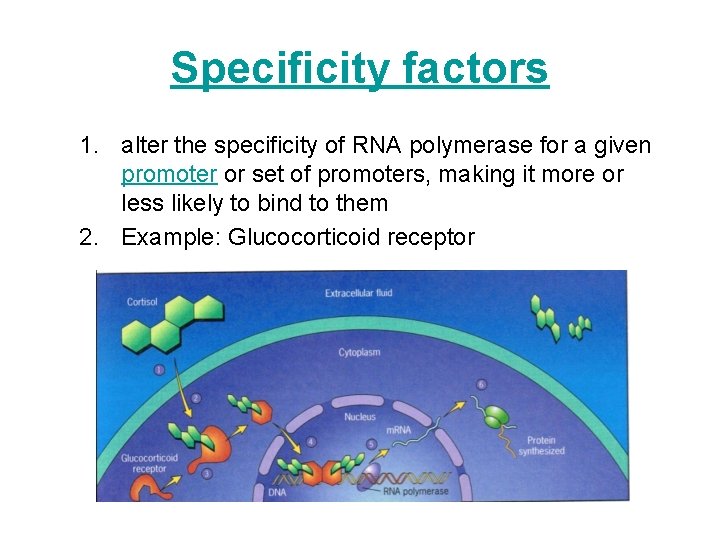Specificity factors 1. alter the specificity of RNA polymerase for a given promoter or