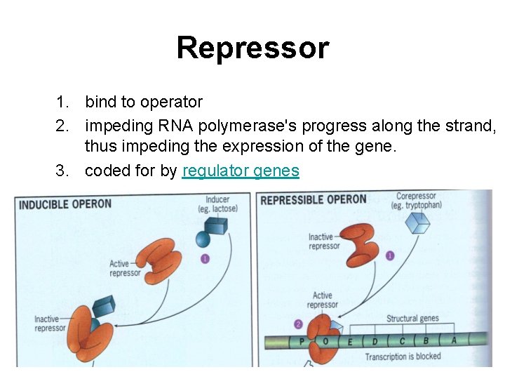 Repressor 1. bind to operator 2. impeding RNA polymerase's progress along the strand, thus
