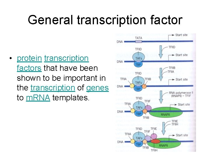 General transcription factor • protein transcription factors that have been shown to be important