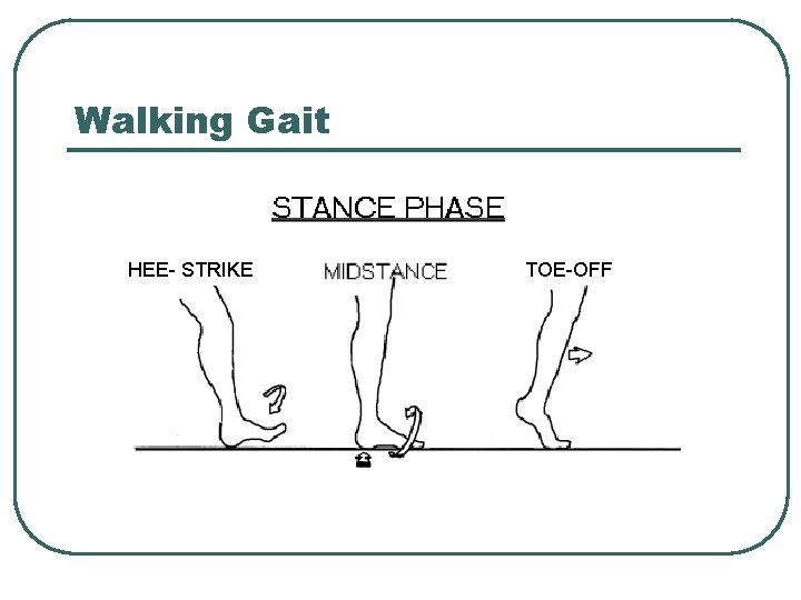 Walking Gait HEE- STRIKE TOE-OFF Walking Gait HEE- STRIKE TOE-OFF