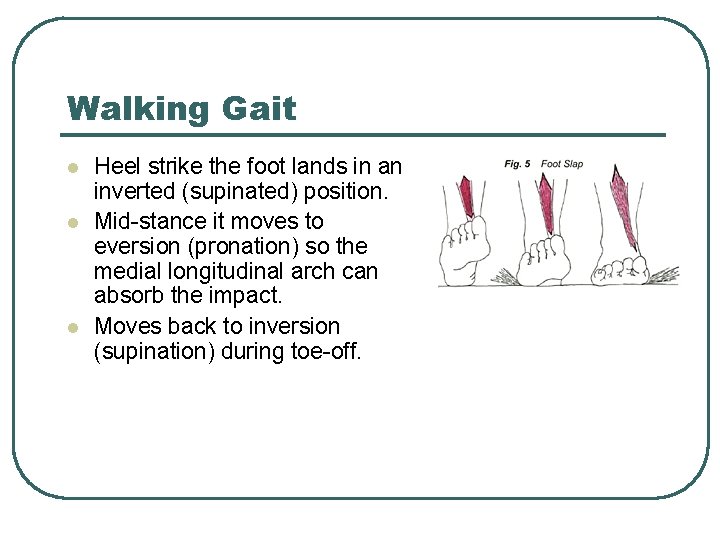Walking Gait l l l Heel strike the foot lands in an inverted (supinated) Walking Gait l l l Heel strike the foot lands in an inverted (supinated)