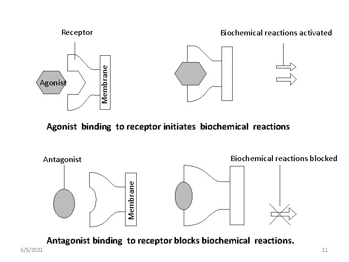 Receptor Membrane Agonist Biochemical reactions activated Agonist binding to receptor initiates biochemical reactions Biochemical