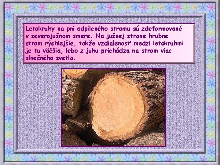 Letokruhy na pni odpíleného stromu sú zdeformované v severojužnom smere. Na južnej strane hrubne