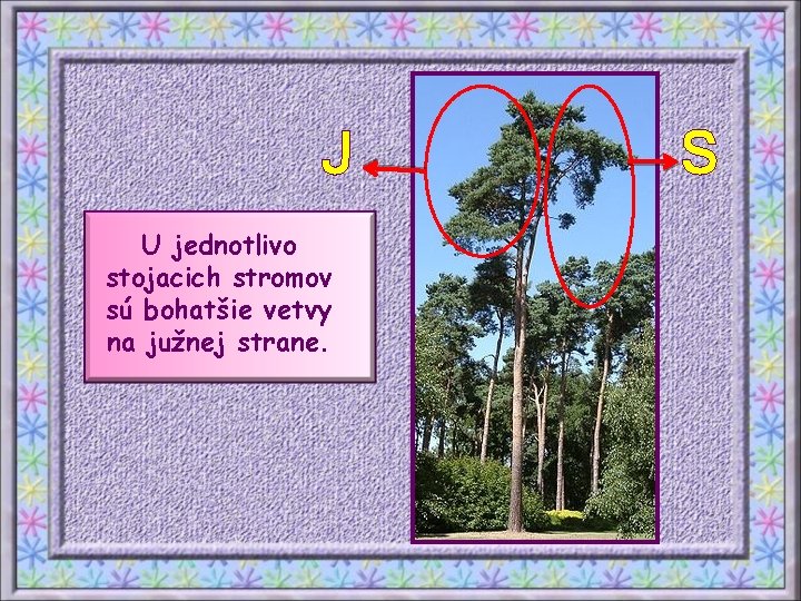 J U jednotlivo stojacich stromov sú bohatšie vetvy na južnej strane. S 