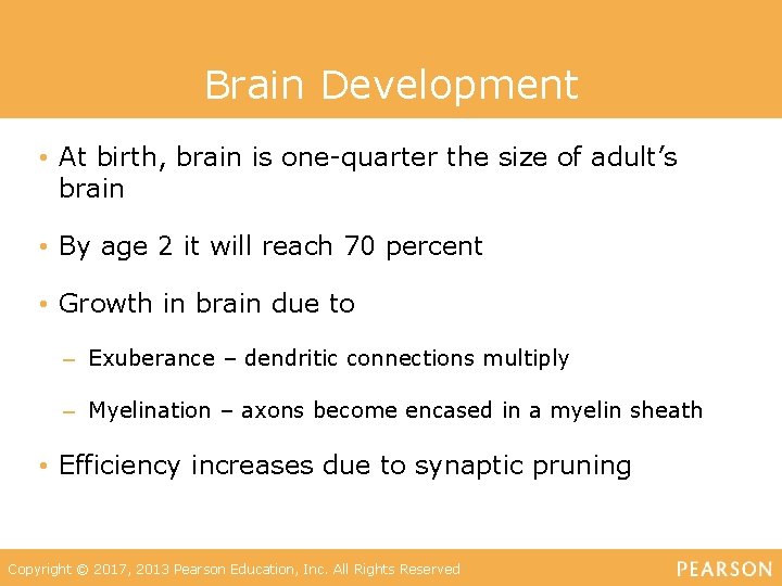 Brain Development • At birth, brain is one-quarter the size of adult’s brain •