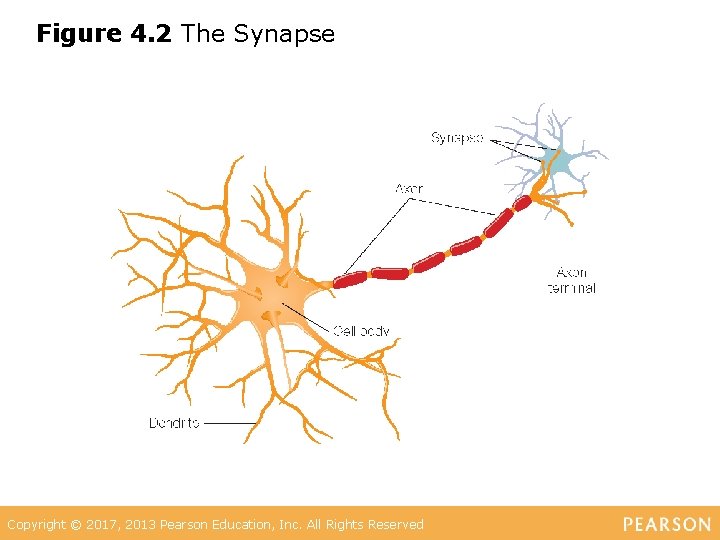 Figure 4. 2 The Synapse Copyright © 2017, 2013 Pearson Education, Inc. All Rights