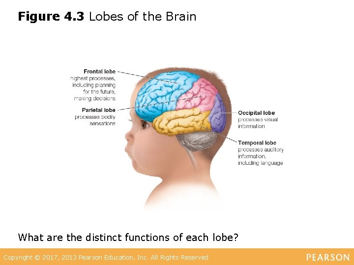 Figure 4. 3 Lobes of the Brain What are the distinct functions of each