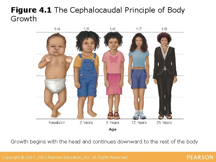 Figure 4. 1 The Cephalocaudal Principle of Body Growth begins with the head and