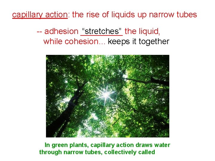 capillary action: the rise of liquids up narrow tubes “stretches” the liquid, -- adhesion