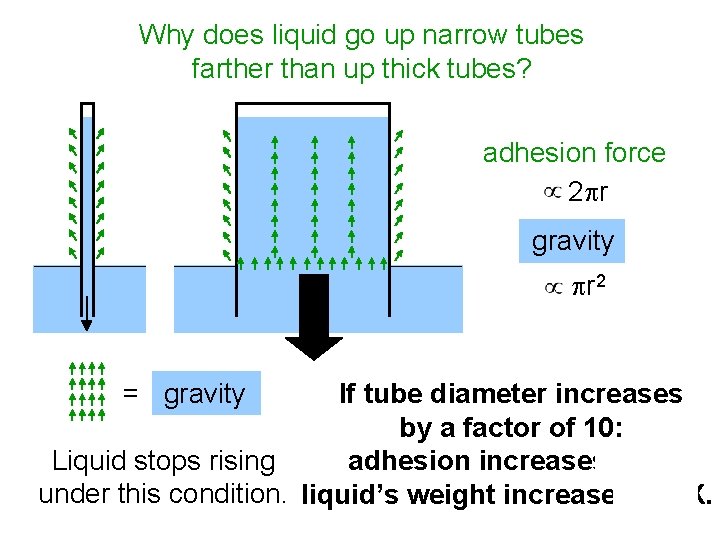 Why does liquid go up narrow tubes farther than up thick tubes? adhesion force