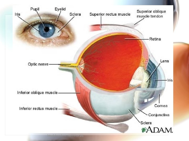 http: //adam. about. com/b/a/eye. jpg 
