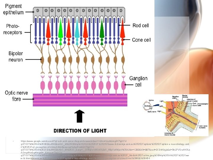  • https: //www. google. com/search? q=rod+and+cone+diagram&newwindow=1&tbm=isch&imgil=7 lg. UCVq. U 7 X 3 TM%253