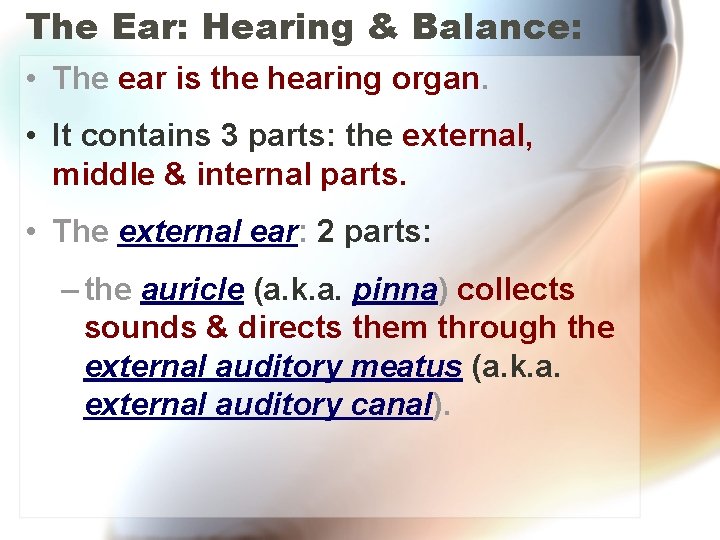 The Ear: Hearing & Balance: • The ear is the hearing organ. • It