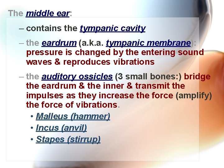 The middle ear: – contains the tympanic cavity – the eardrum (a. k. a.