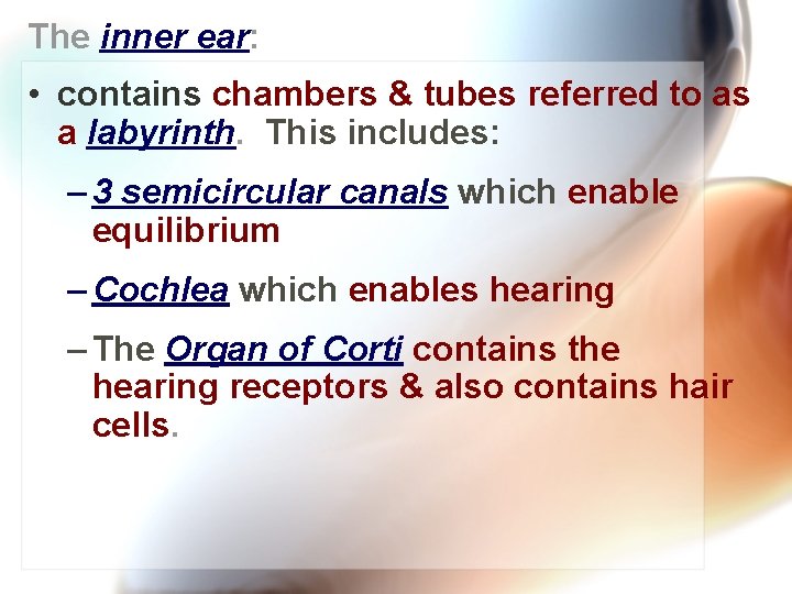 The inner ear: • contains chambers & tubes referred to as a labyrinth. This