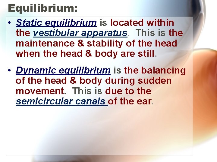 Equilibrium: • Static equilibrium is located within the vestibular apparatus. This is the maintenance