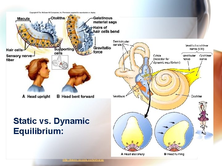 Static vs. Dynamic Equilibrium: http: //www. google. com/imgres 