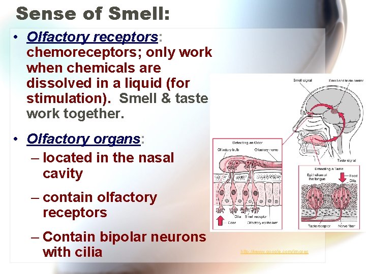 Sense of Smell: • Olfactory receptors: chemoreceptors; only work when chemicals are dissolved in