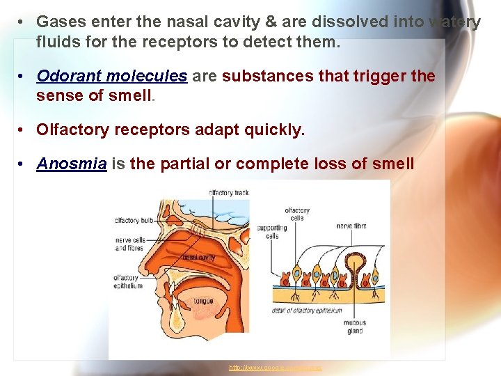  • Gases enter the nasal cavity & are dissolved into watery fluids for