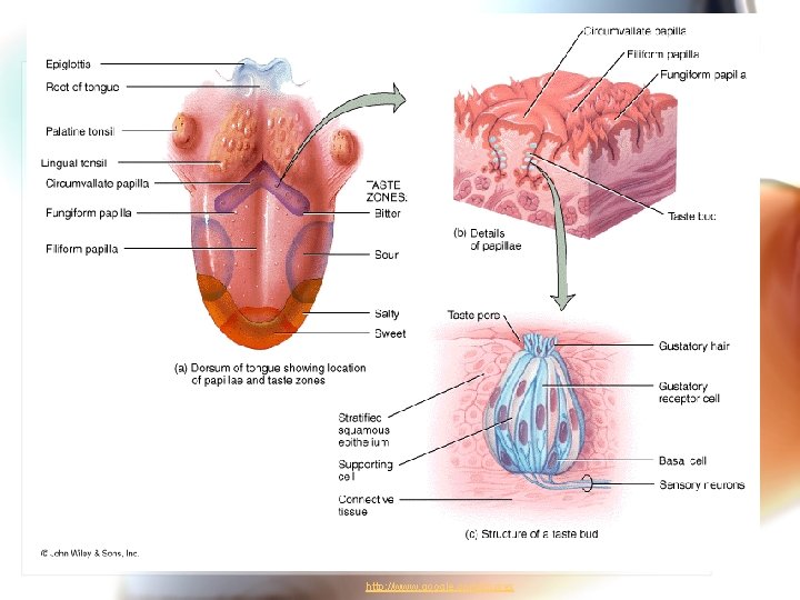 http: //www. google. com/imgres 