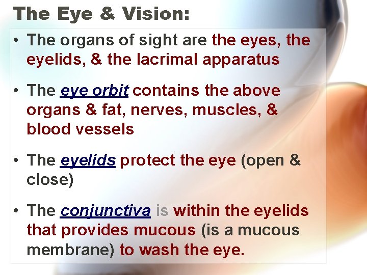 The Eye & Vision: • The organs of sight are the eyes, the eyelids,