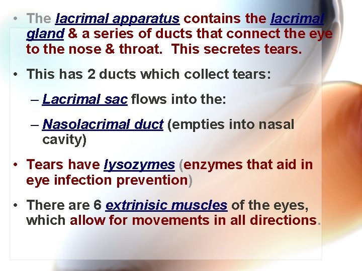  • The lacrimal apparatus contains the lacrimal gland & a series of ducts