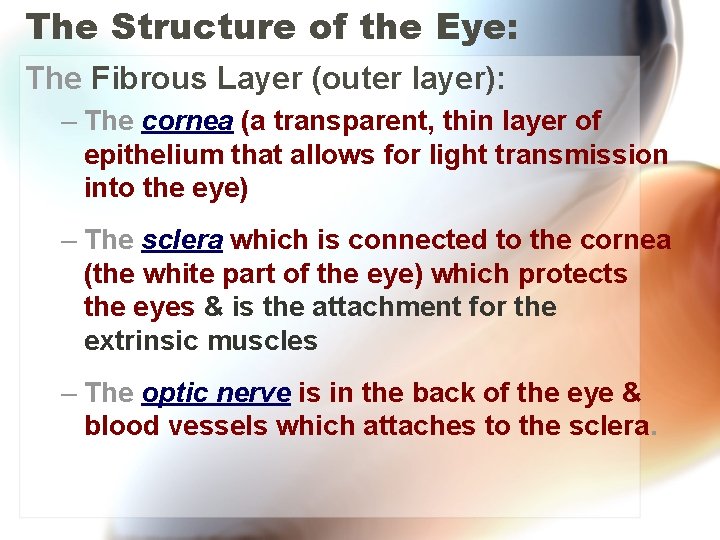 The Structure of the Eye: The Fibrous Layer (outer layer): – The cornea (a