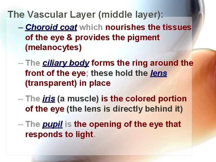 The Vascular Layer (middle layer): – Choroid coat which nourishes the tissues of the