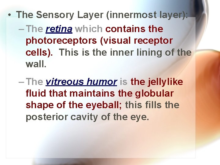  • The Sensory Layer (innermost layer): – The retina which contains the photoreceptors