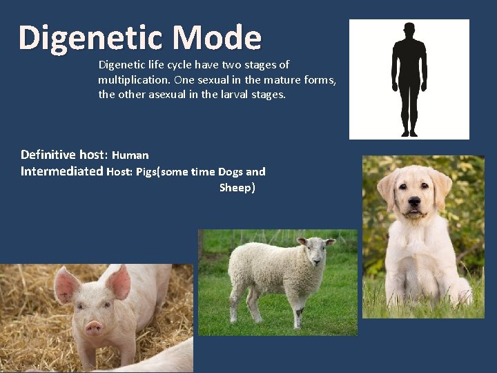 Digenetic Mode Digenetic life cycle have two stages of multiplication. One sexual in the